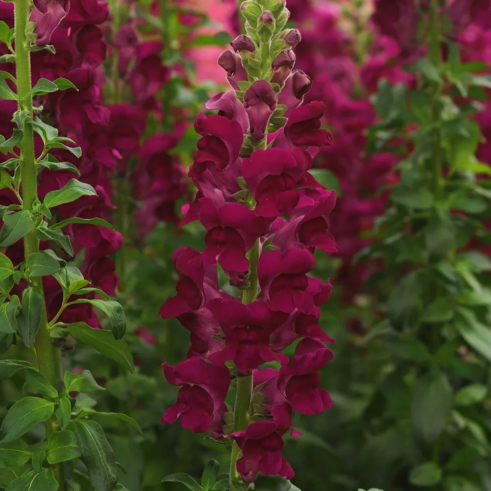 Lejongap 'Potomac Crimson' F1