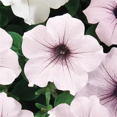 Petunia F1  "Tidal Wave Silver 5 pellets" (hängande)
