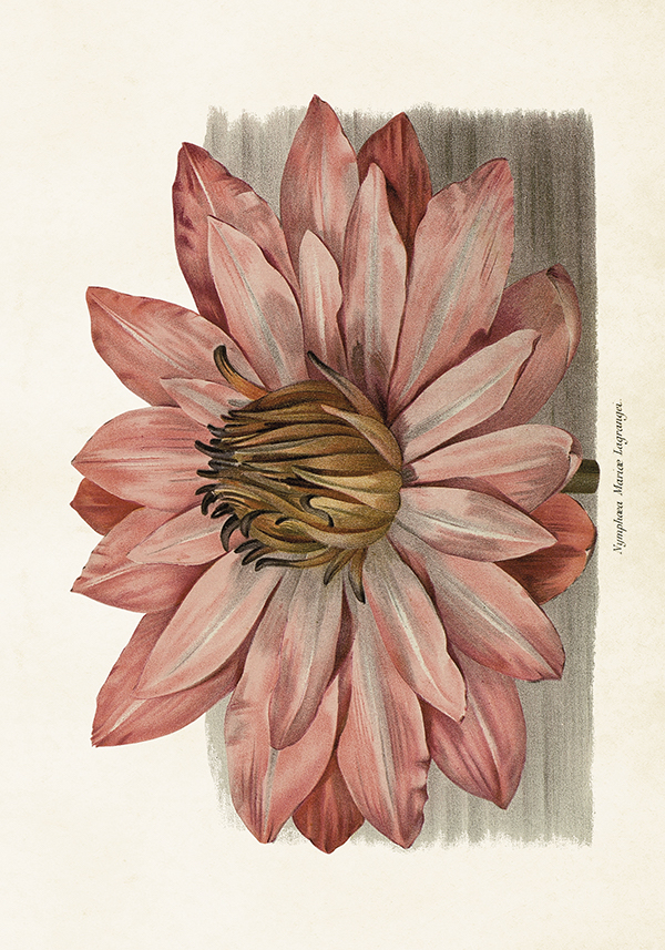 Poster rosa blomma