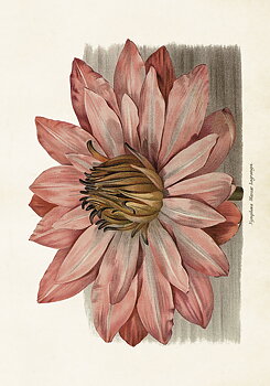 Poster rosa blomma