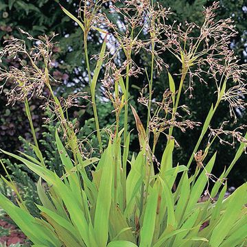 9193  Luzula sylvatica  I  Svenskt namn  :Storfryle  I  Krukstorlek   : P9  I  Förväntad Höjd  :  20/60 cm  I  Blomningstid :  juni-juli