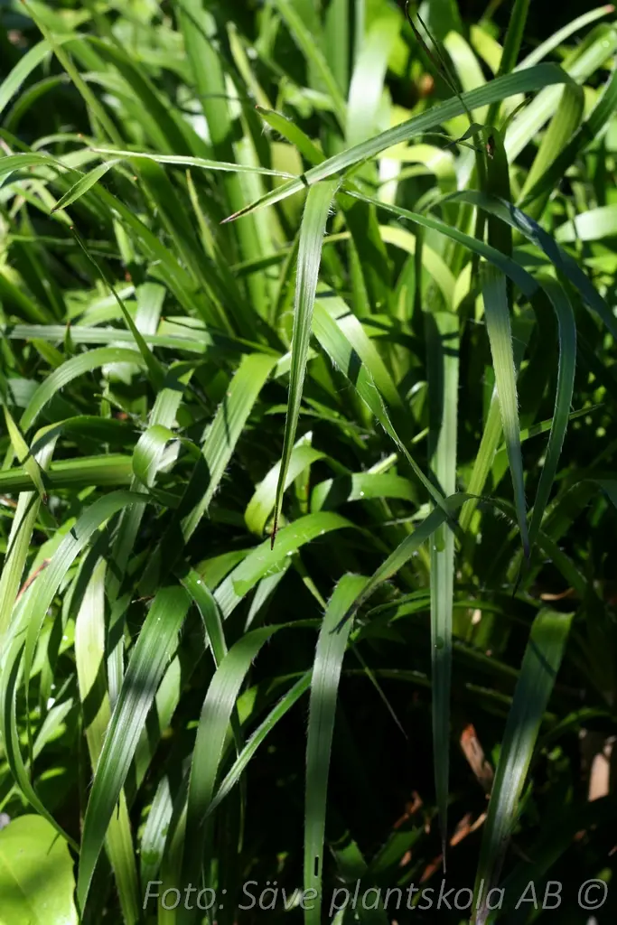 9193  Luzula sylvatica  I  Svenskt namn  :Storfryle  I  Krukstorlek   : P9  I  Förväntad Höjd  :  20/60 cm  I  Blomningstid :  juni-juli - 3