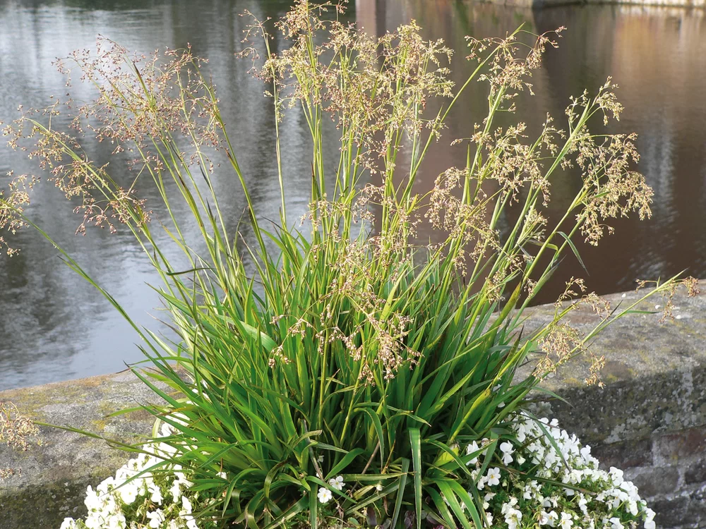 9193  Luzula sylvatica  I  Svenskt namn  :Storfryle  I  Krukstorlek   : P9  I  Förväntad Höjd  :  20/60 cm  I  Blomningstid :  juni-juli - 2