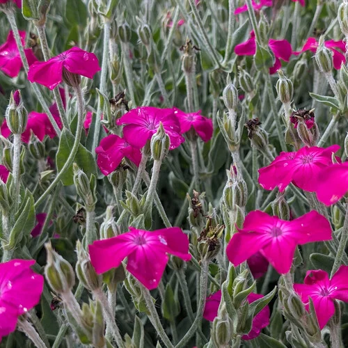 6140  Lychnis coronaria  I  Svenskt namn  :Purpurklätt  I  Krukstorlek   : 11c  I  Förväntad Höjd  :  70 cm  I  Blomningstid :  juni-juli