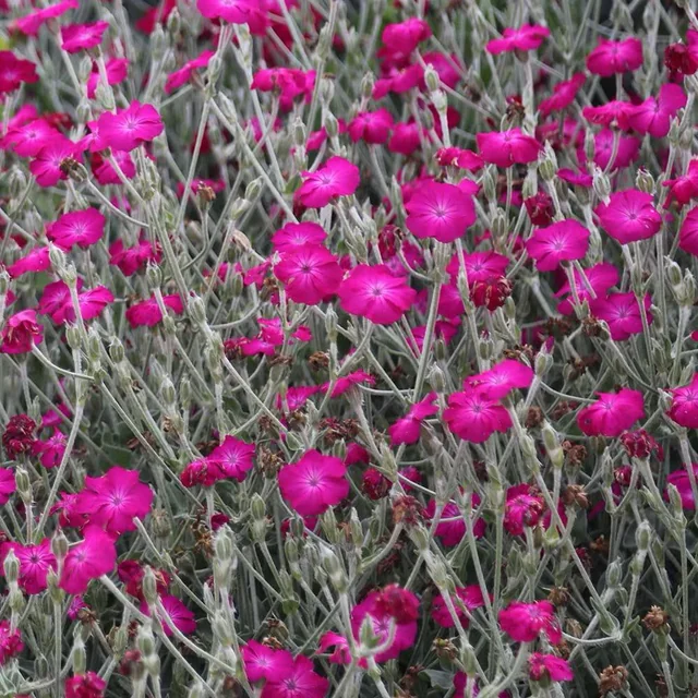 6140  Lychnis coronaria  I  Svenskt namn  :Purpurklätt  I  Krukstorlek   : 11c  I  Förväntad Höjd  :  70 cm  I  Blomningstid :  juni-juli - 2