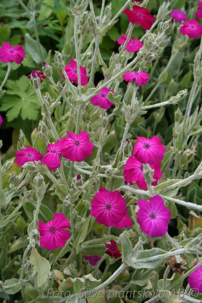 6140  Lychnis coronaria  I  Svenskt namn  :Purpurklätt  I  Krukstorlek   : 11c  I  Förväntad Höjd  :  70 cm  I  Blomningstid :  juni-juli - 3