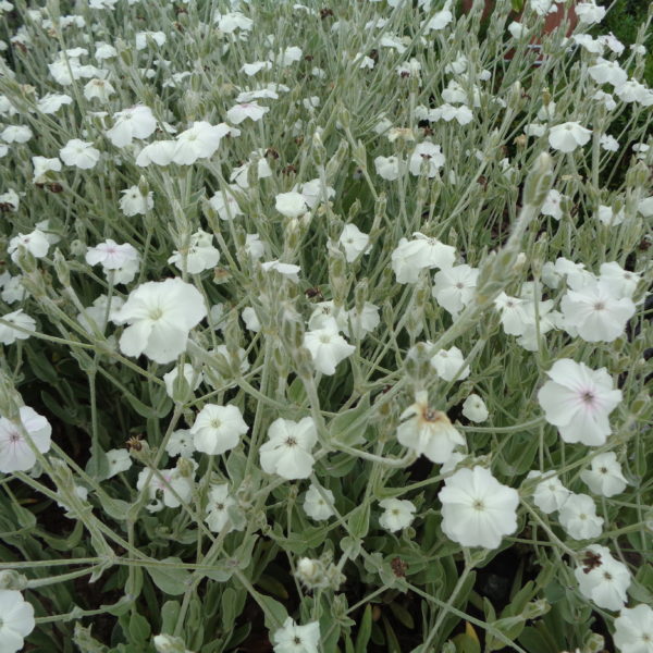 6141  Lychnis coronaria Alba  I  Svenskt namn  :Purpurklätt  I  Krukstorlek   : 11c  I  Förväntad Höjd  :  70 cm  I  Blomningstid :  juni-juli - 2