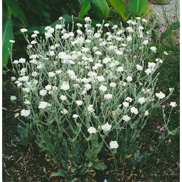 6141  Lychnis coronaria Alba  I  Svenskt namn  :Purpurklätt  I  Krukstorlek   : 11c  I  Förväntad Höjd  :  70 cm  I  Blomningstid :  juni-juli