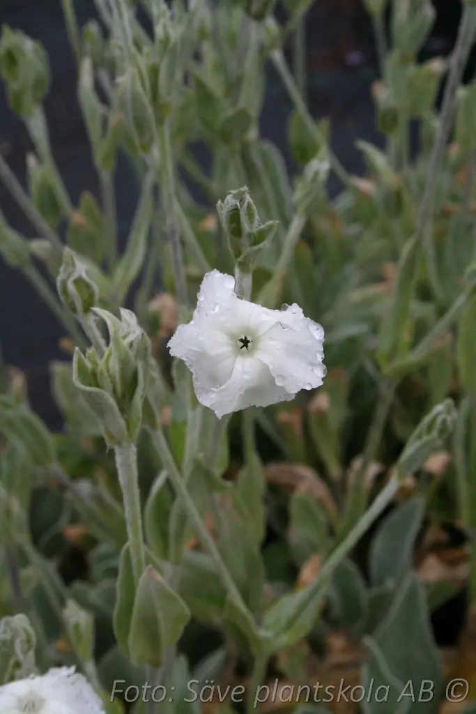 6141  Lychnis coronaria Alba  I  Svenskt namn  :Purpurklätt  I  Krukstorlek   : 11c  I  Förväntad Höjd  :  70 cm  I  Blomningstid :  juni-juli - 3
