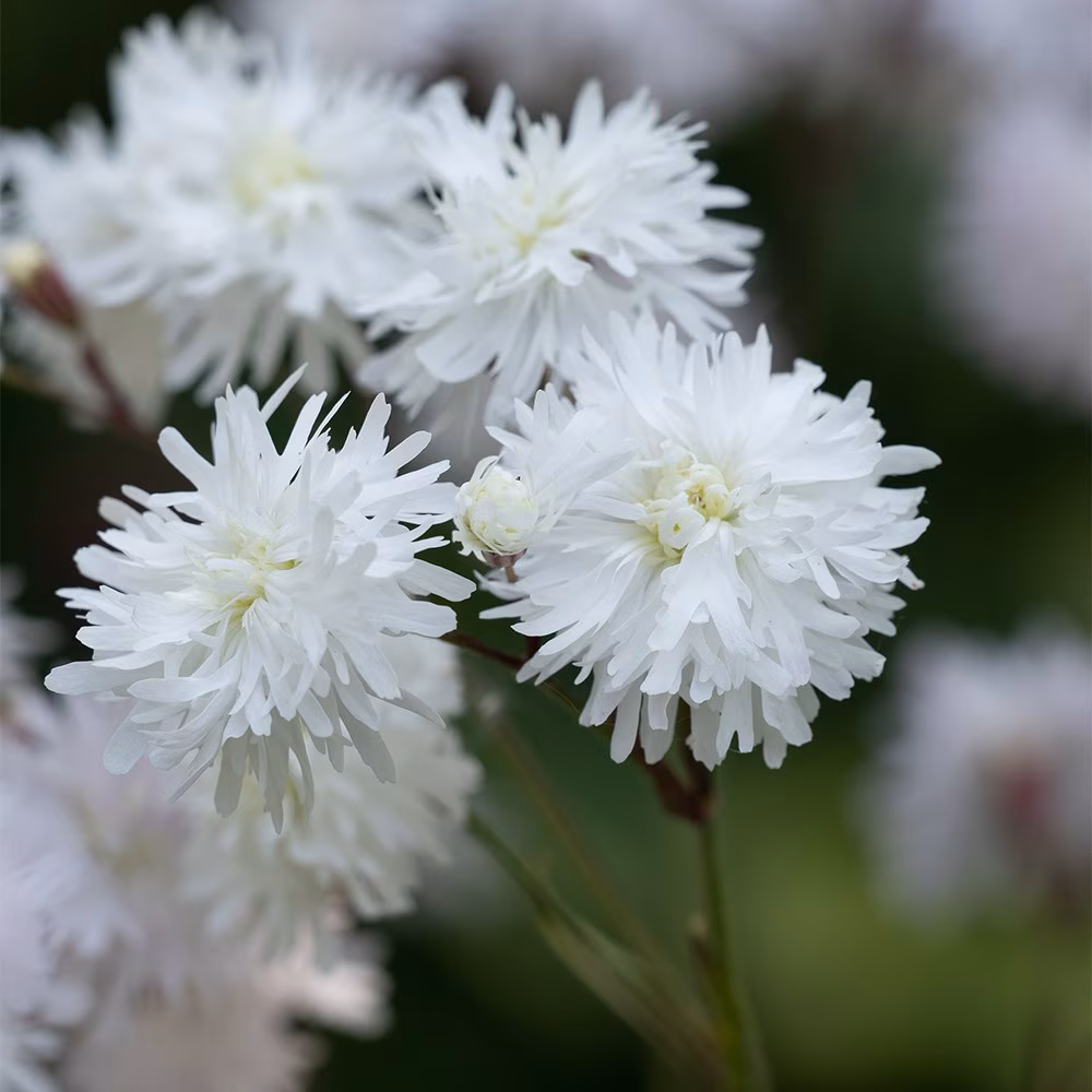 6148  Lychnis flos-cuculi  Petite Henri  I  Svenskt namn  :Gökblomster  I  Krukstorlek   : 11c  I  Förväntad Höjd  :  50 cm  I  Blomningstid :  juni-juli - 3