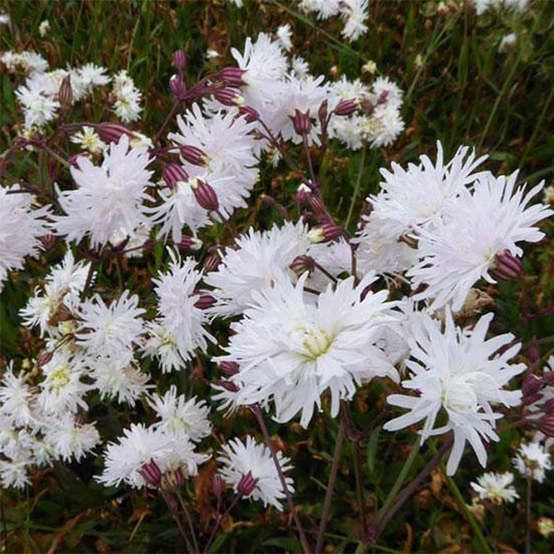 6148  Lychnis flos-cuculi  Petite Henri  I  Svenskt namn  :Gökblomster  I  Krukstorlek   : 11c  I  Förväntad Höjd  :  50 cm  I  Blomningstid :  juni-juli