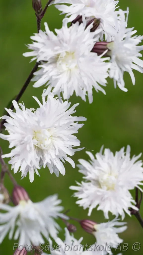 6148  Lychnis flos-cuculi  Petite Henri  I  Svenskt namn  :Gökblomster  I  Krukstorlek   : 11c  I  Förväntad Höjd  :  50 cm  I  Blomningstid :  juni-juli - 2