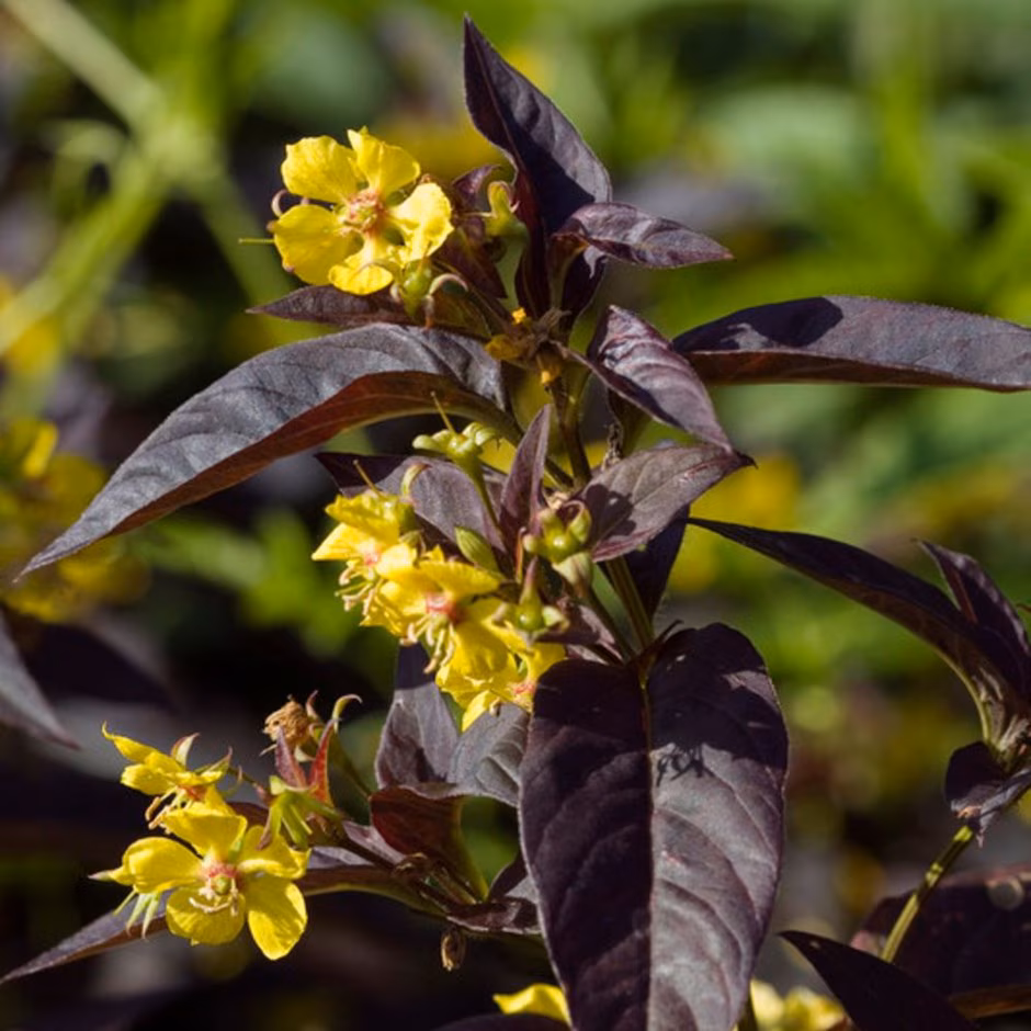 6160  Lysimachia ciliata  Firekracker  I  Svenskt namn  :Guldlysing  I  Krukstorlek   : SQ1  I  Förväntad Höjd  :  70 cm  I  Blomningstid :  juli-aug - 2