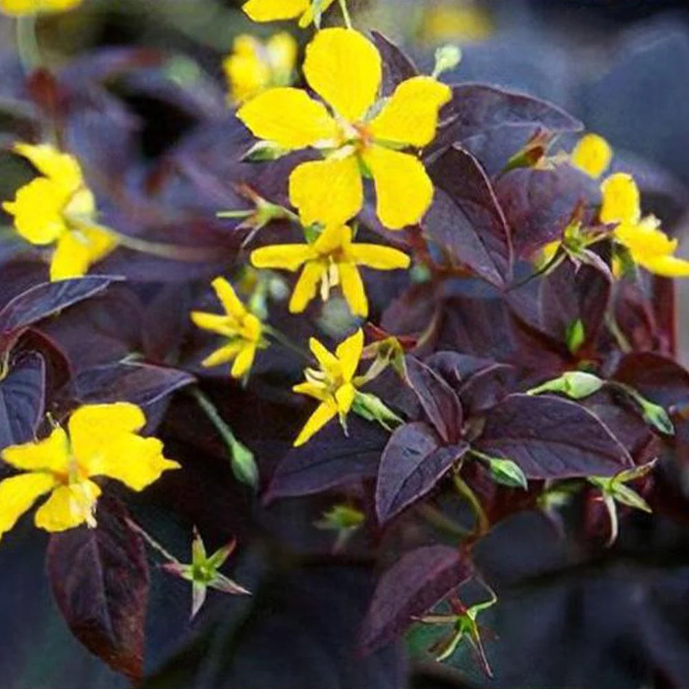 6160  Lysimachia ciliata  Firekracker  I  Svenskt namn  :Guldlysing  I  Krukstorlek   : SQ1  I  Förväntad Höjd  :  70 cm  I  Blomningstid :  juli-aug