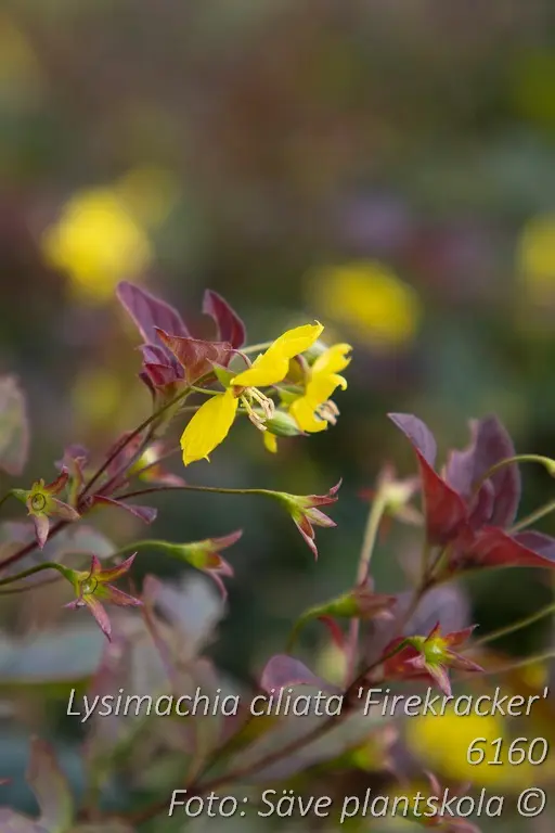6160  Lysimachia ciliata  Firekracker  I  Svenskt namn  :Guldlysing  I  Krukstorlek   : SQ1  I  Förväntad Höjd  :  70 cm  I  Blomningstid :  juli-aug - 3