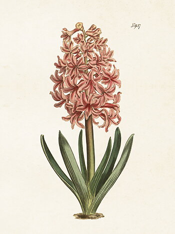POSTER - HYACINTH SPRING BEAUTY