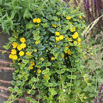 6170  Lysimachia nummularia  I  Svenskt namn  :Penningblad  I  Krukstorlek   : 11c  I  Förväntad Höjd  :  5 cm  I  Blomningstid :  juni-aug - 2
