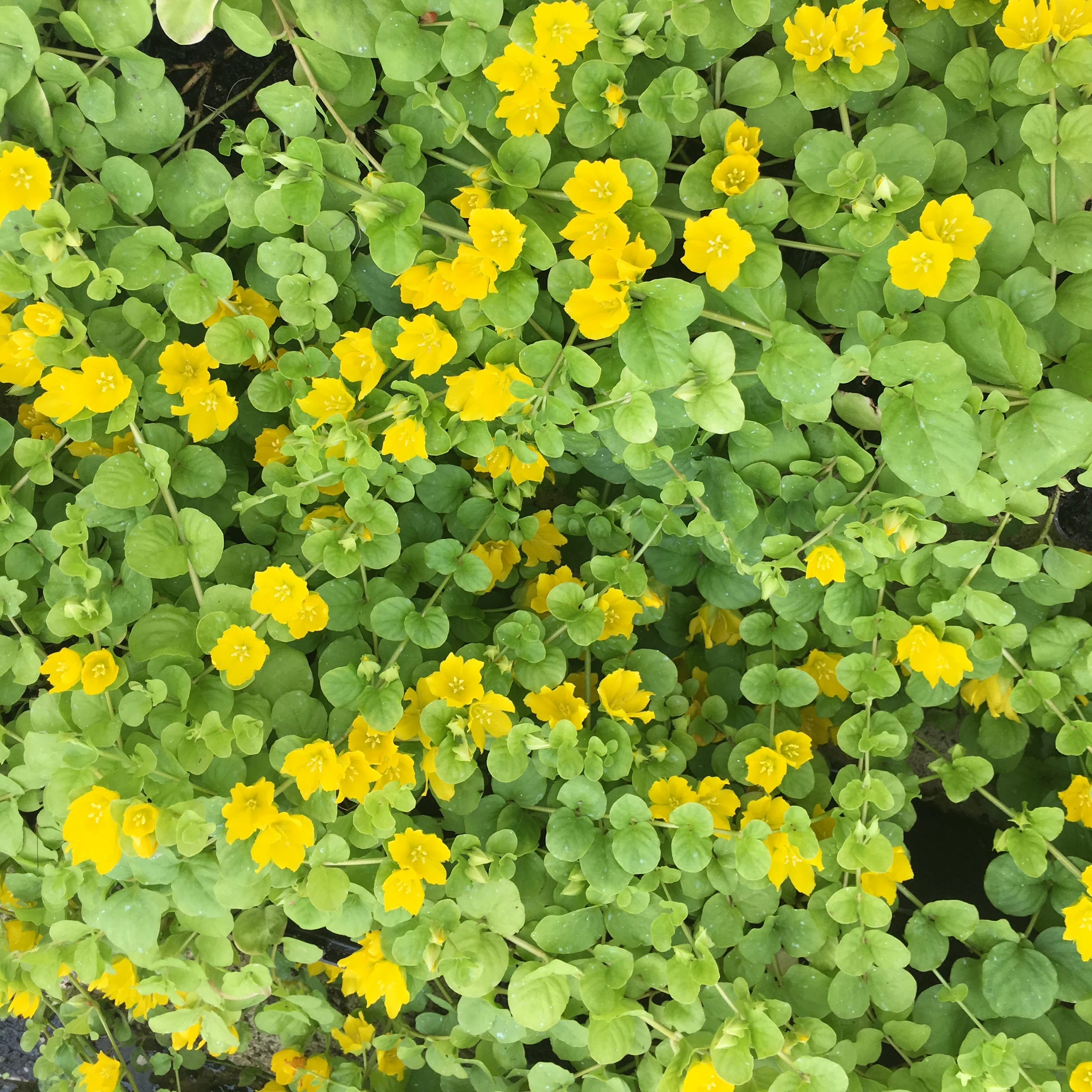 6170  Lysimachia nummularia  I  Svenskt namn  :Penningblad  I  Krukstorlek   : 11c  I  Förväntad Höjd  :  5 cm  I  Blomningstid :  juni-aug