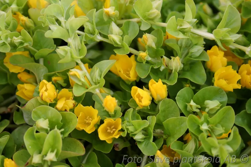 6170  Lysimachia nummularia  I  Svenskt namn  :Penningblad  I  Krukstorlek   : 11c  I  Förväntad Höjd  :  5 cm  I  Blomningstid :  juni-aug - 3