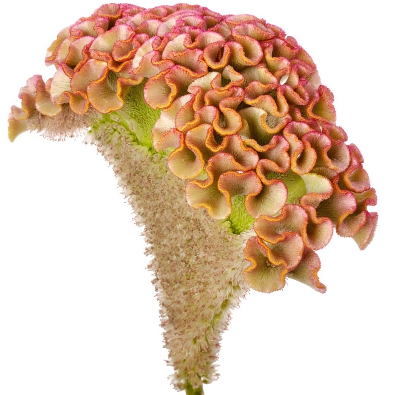 Tuppkam 'Bar Bossa Champagne' - Celosia