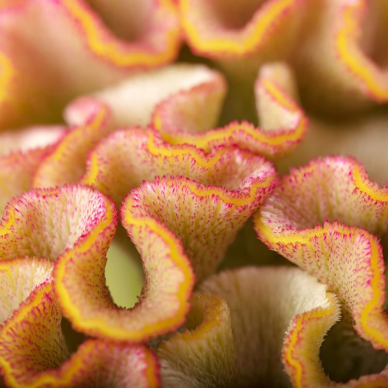 Tuppkam 'Bar Bossa Champagne' - Celosia