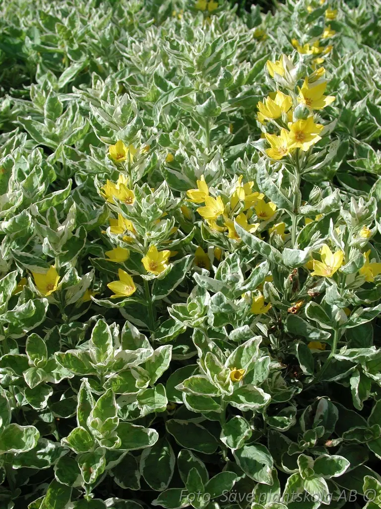 6176  Lysimachia punctata  Alexander  I  Svenskt namn  :Praktlysing  I  Krukstorlek   : SQ1  I  Förväntad Höjd  :  80 cm  I  Blomningstid :  juli-aug - 3