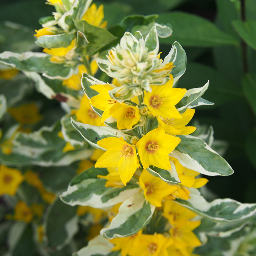 6176  Lysimachia punctata  Alexander  I  Svenskt namn  :Praktlysing  I  Krukstorlek   : SQ1  I  Förväntad Höjd  :  80 cm  I  Blomningstid :  juli-aug