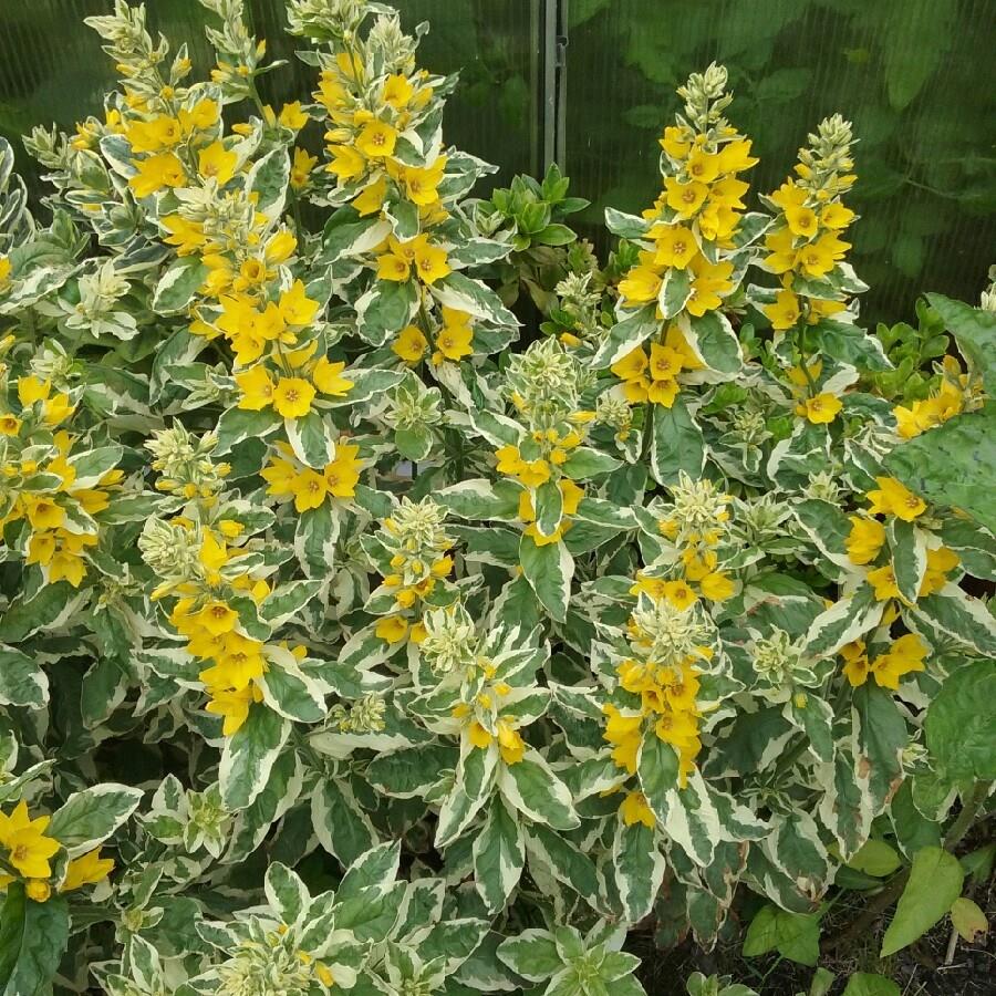 6176  Lysimachia punctata  Alexander  I  Svenskt namn  :Praktlysing  I  Krukstorlek   : SQ1  I  Förväntad Höjd  :  80 cm  I  Blomningstid :  juli-aug - 2