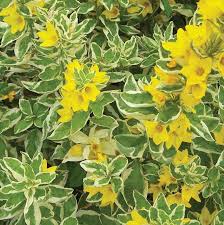 6176  Lysimachia punctata  Alexander  I  Svenskt namn  :Praktlysing  I  Krukstorlek   : SQ1  I  Förväntad Höjd  :  80 cm  I  Blomningstid :  juli-aug - 4