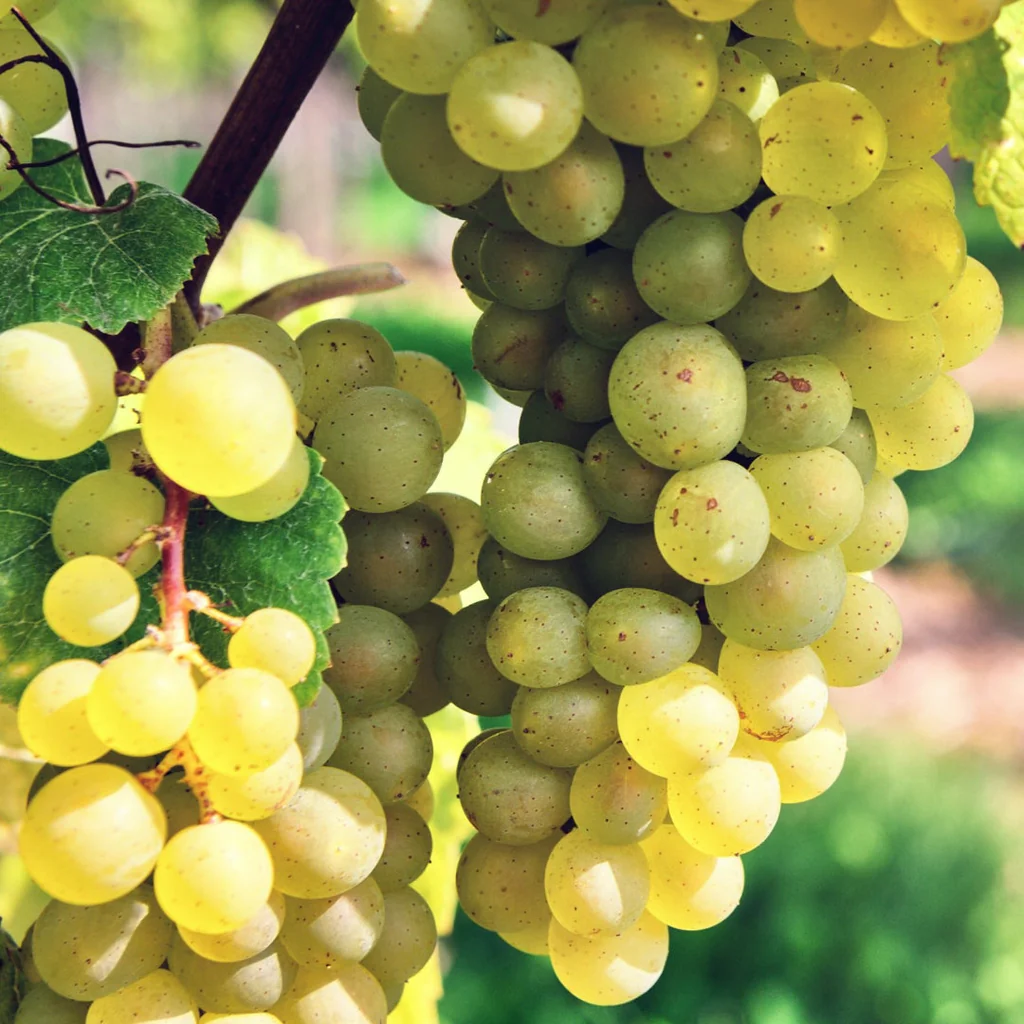 Vitis Interlaken Seedless   (EPS-cert)   A-kv C2 - 2