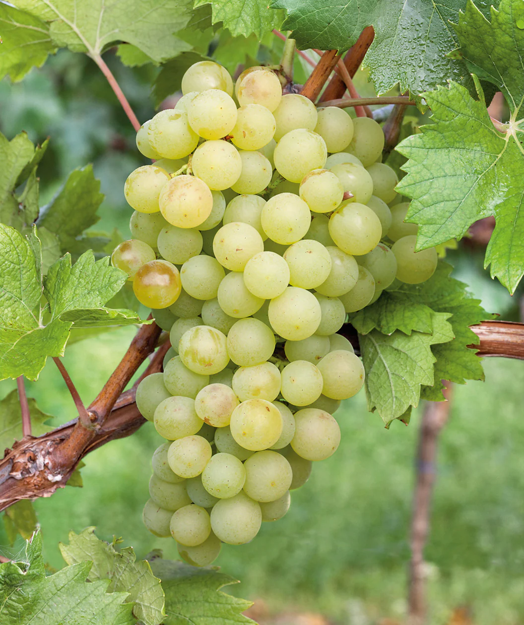Vitis Interlaken Seedless   (EPS-cert)   A-kv C2 - 3