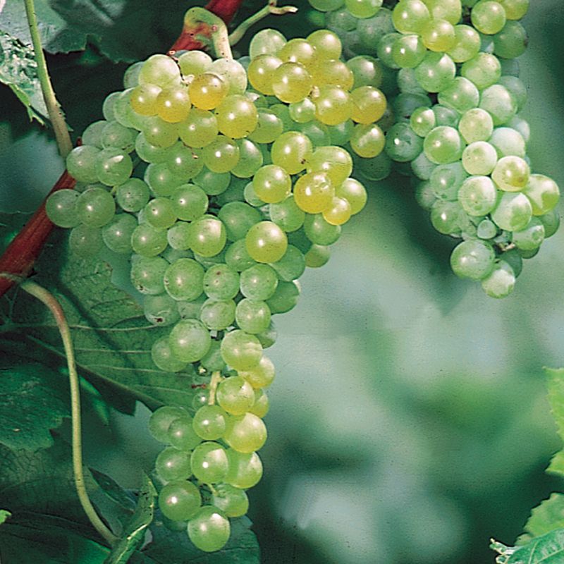 Vitis Interlaken Seedless   (EPS-cert)   A-kv C2