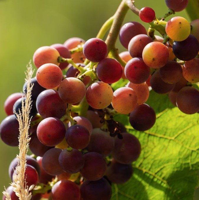 Vitis (Labrusca) Einset Seedless (EPS-cert)   A-kv C2 - 2