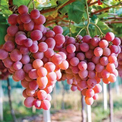 Vitis (Labrusca) Einset Seedless (EPS-cert)   A-kv C2