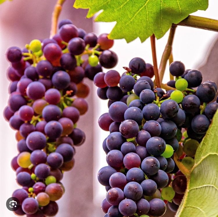 Vitis (Labrusca) Einset Seedless (EPS-cert)   A-kv C2 - 3