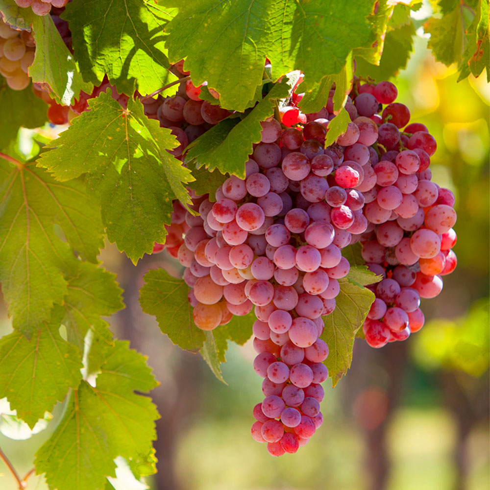 Vitis (Labrusca) Guna   (EPS-cert)    A-kv C2