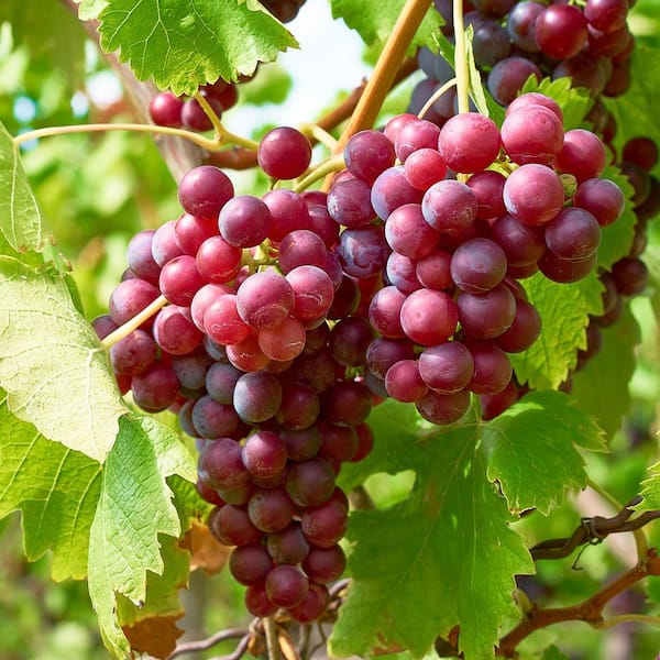 Vitis (Labrusca) Guna   (EPS-cert)    A-kv C2 - 2