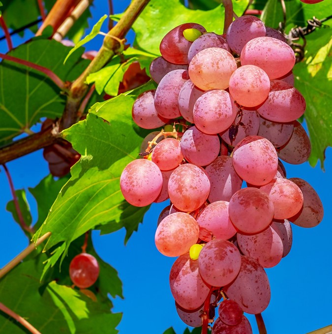 Vitis (Labrusca) Guna   (EPS-cert)    A-kv C2 - 3