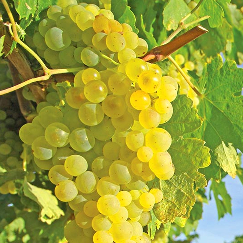 Vitis (Labrusca) 'Himrod'     A-kv C2 
