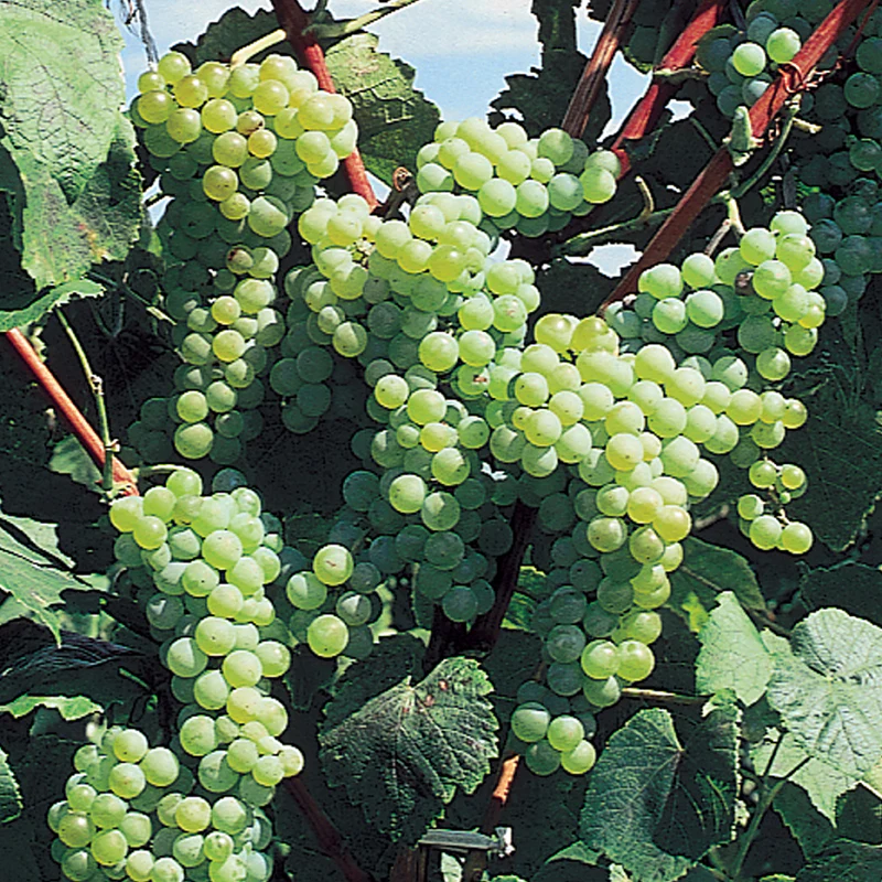 Vitis (Labrusca) 'Himrod'     A-kv C2  - 3