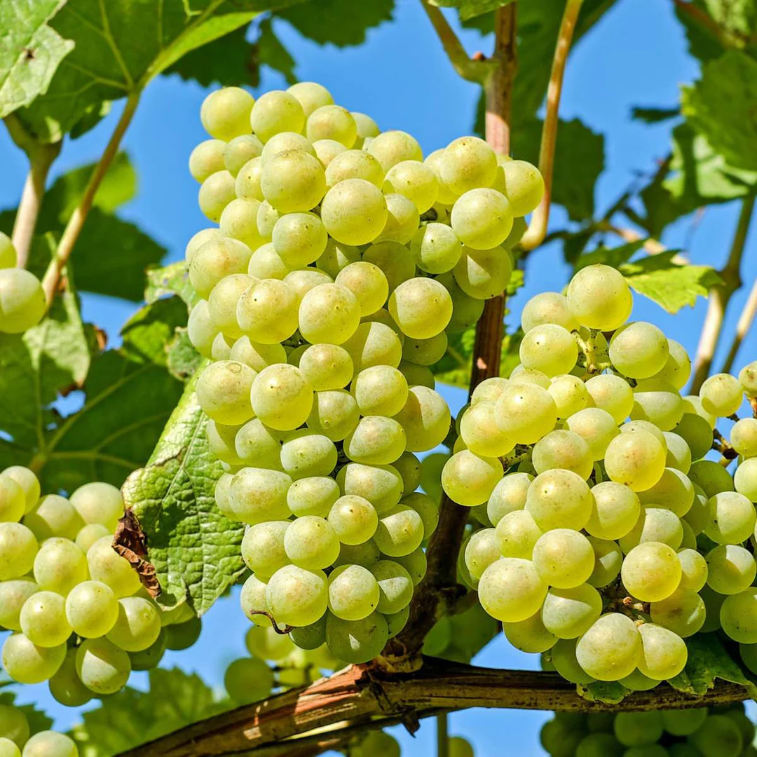 Vitis (Labrusca) 'Himrod'     A-kv C2  - 2