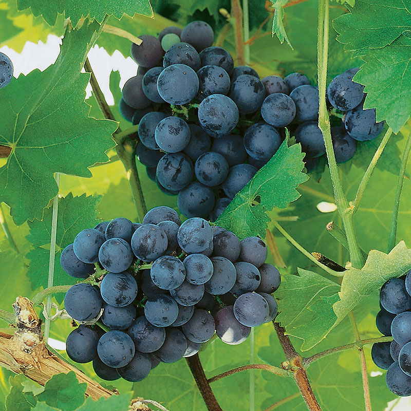 Vitis (Labrusca) 'Nordica'     A-kv C2  - 2