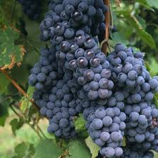 Vitis (Labrusca) 'Nordica'     A-kv C2 