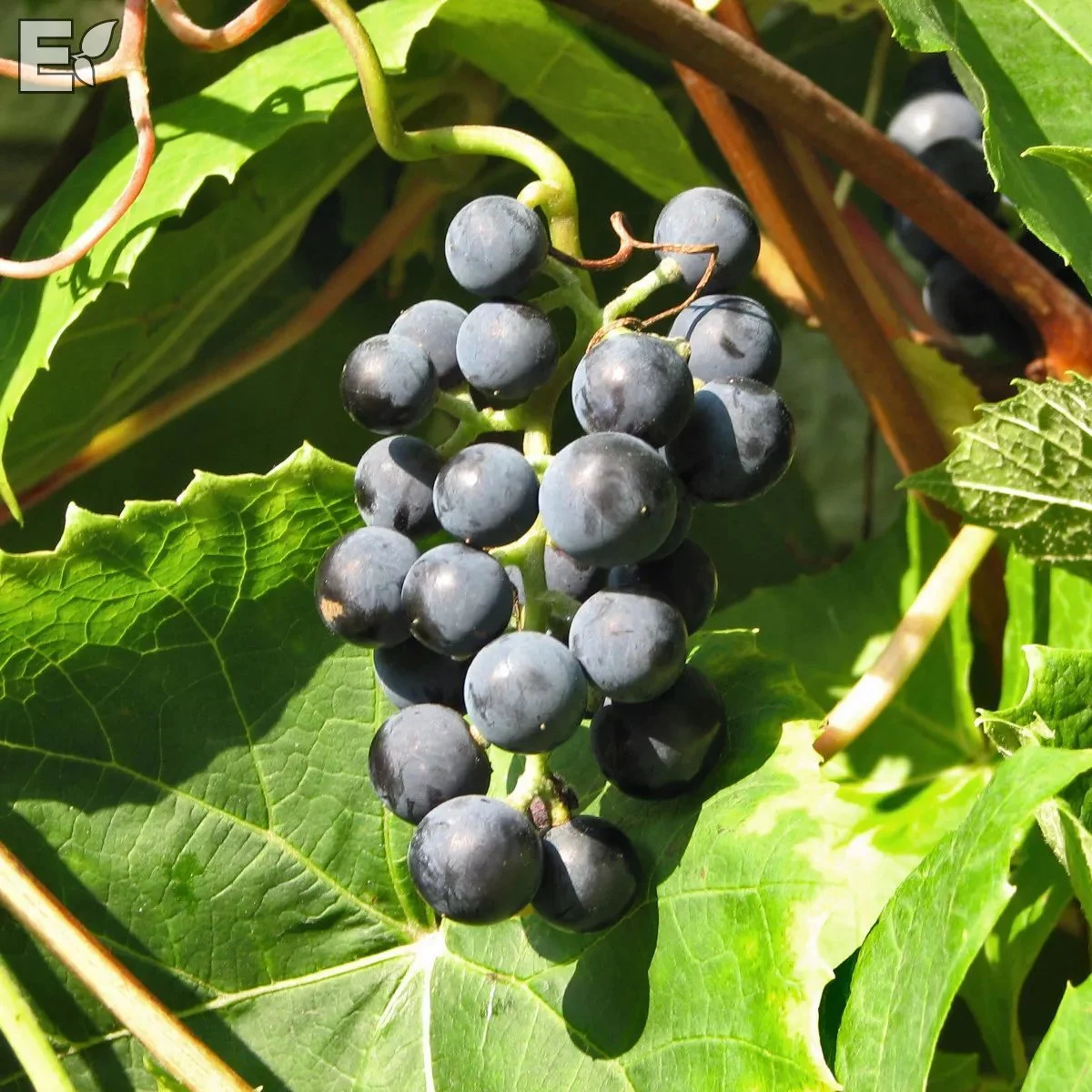 Vitis (Labrusca) 'Nordica'     A-kv C2  - 3