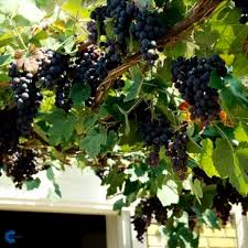 Vitis (Labrusca) 'Schuyler'			 A-kv C2 