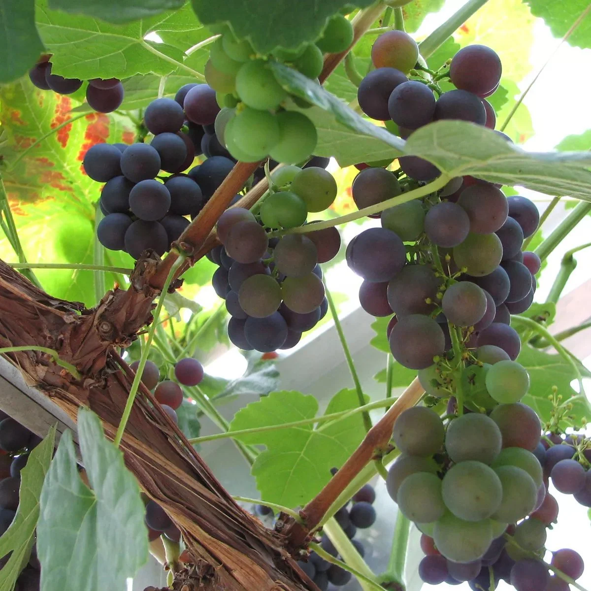 Vitis (Labrusca) 'Schuyler'			 A-kv C2  - 3