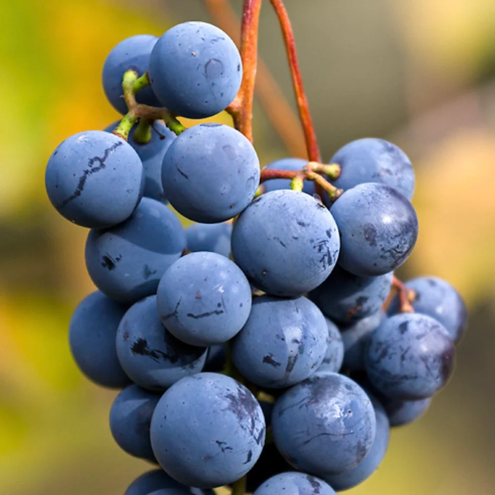 Vitis (Labrusca) 'Schuyler'			 A-kv C2  - 2