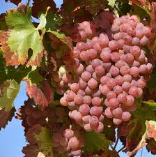 Vitis (Labrusca) Spulga   (EPS-cert)   A-kv C2 - 2