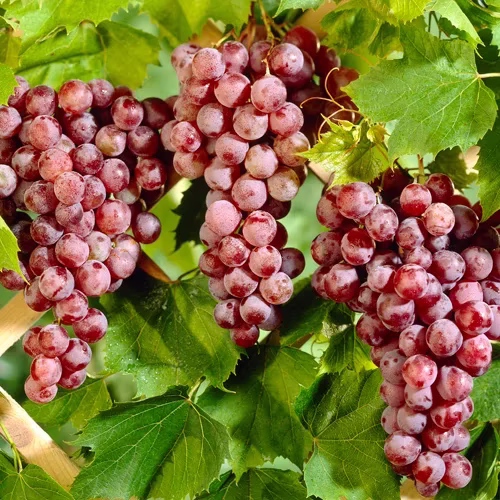 Vitis (Labrusca) Spulga   (EPS-cert)   A-kv C2