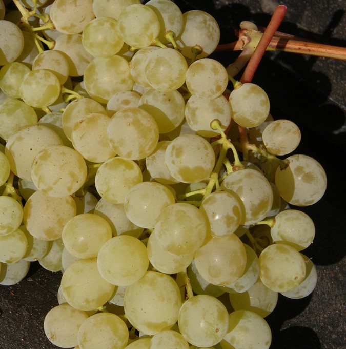 Vitis (Labrusca) Sukribe   (EPS-cert)  A-kv C2 - 2
